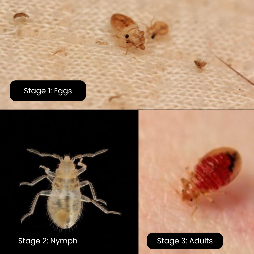 Stages of Bed Bugs: Stage 1: Eggs Stage 2: Nymphs Stage 3: Adult Bed Bugs