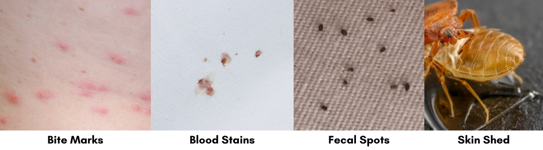 Bed Bug Identification Marks
