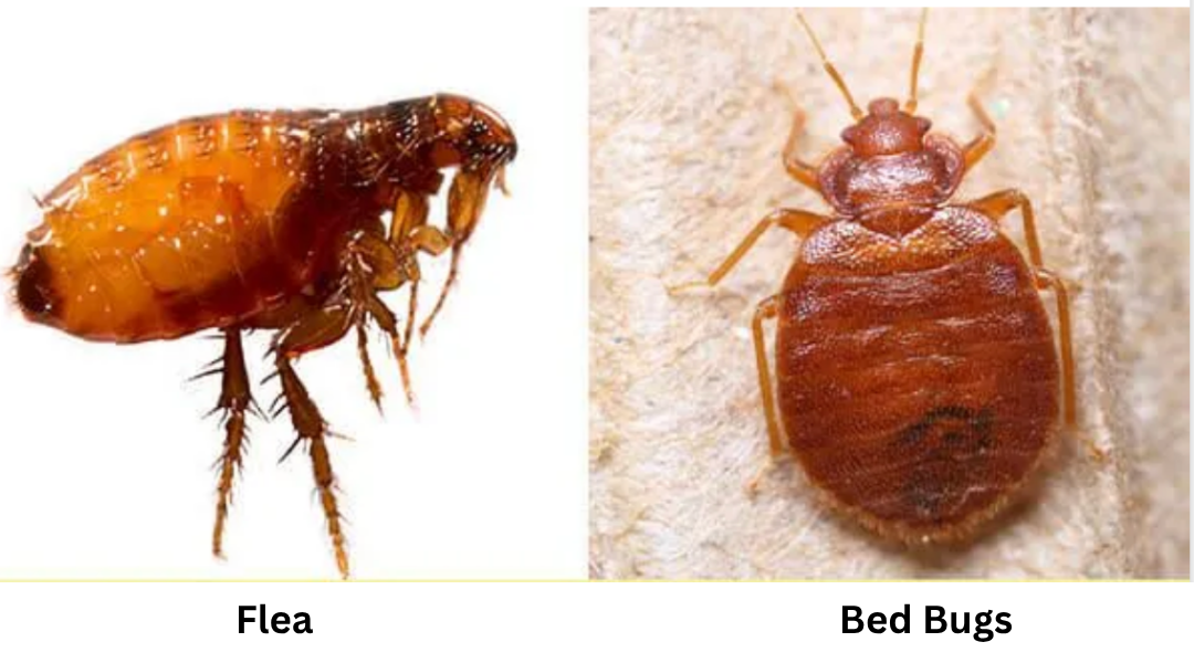 Flea vs Bed Bugs. Flea is small and jumps unlike bed bugs