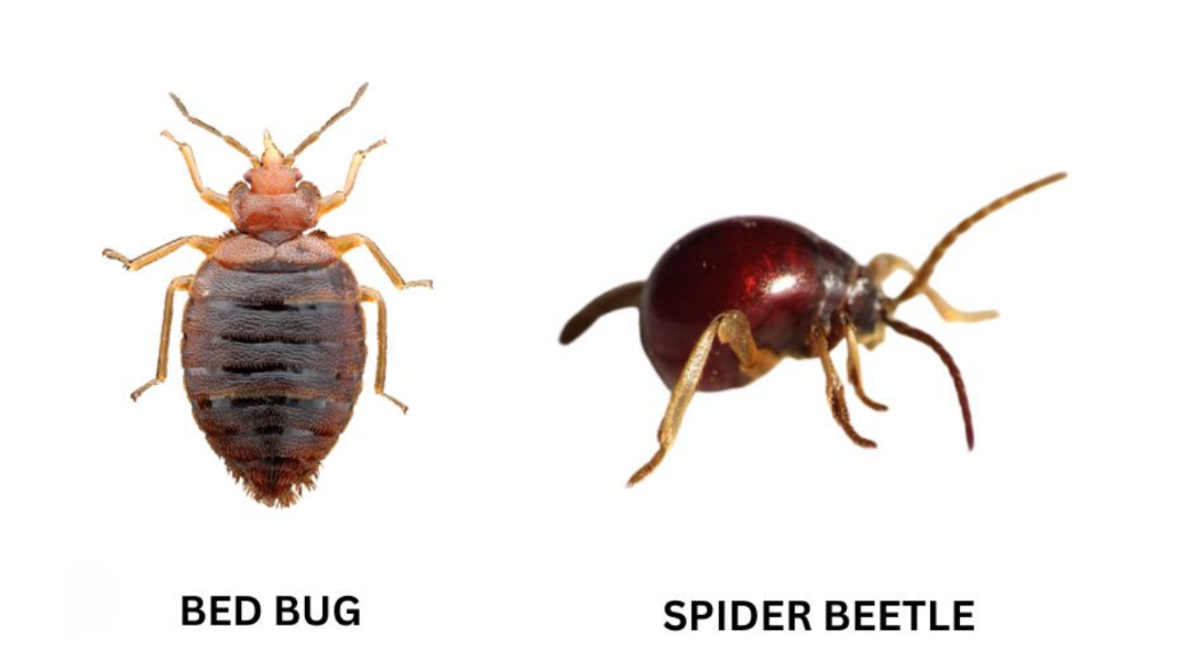 Spider Beetle vs Bed Bugs. Similar looking bugs mistaken to be bed bugs