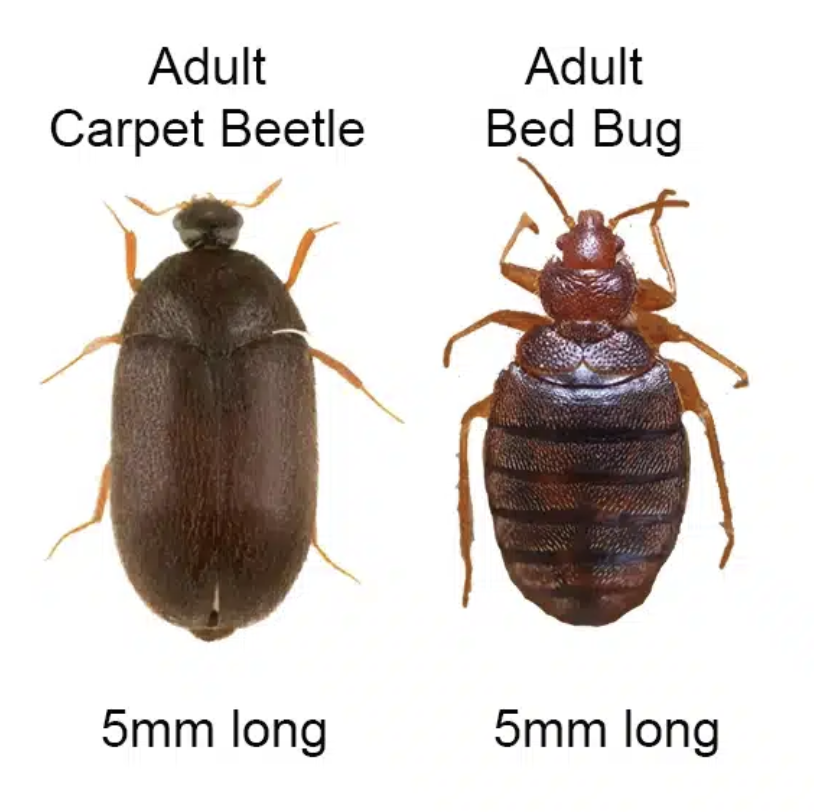 Carpet Beetles vs Bed Bugs. Both are similar looking bugs