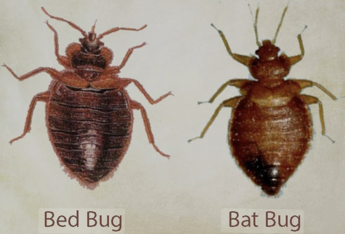 Bat Bugs vs Bed Bugs. Very similar looking creatures