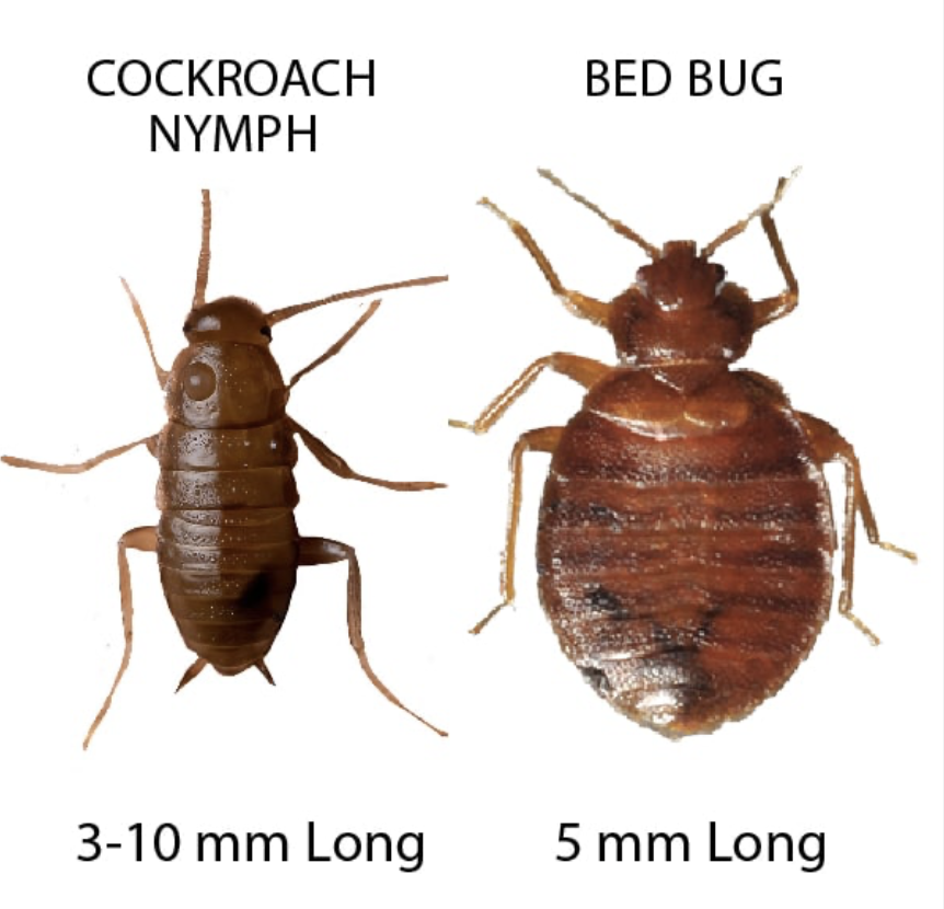 Cockroach Nymph VS Bed Bugs