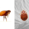 Other bugs that look similar to Bed Bugs but aren't