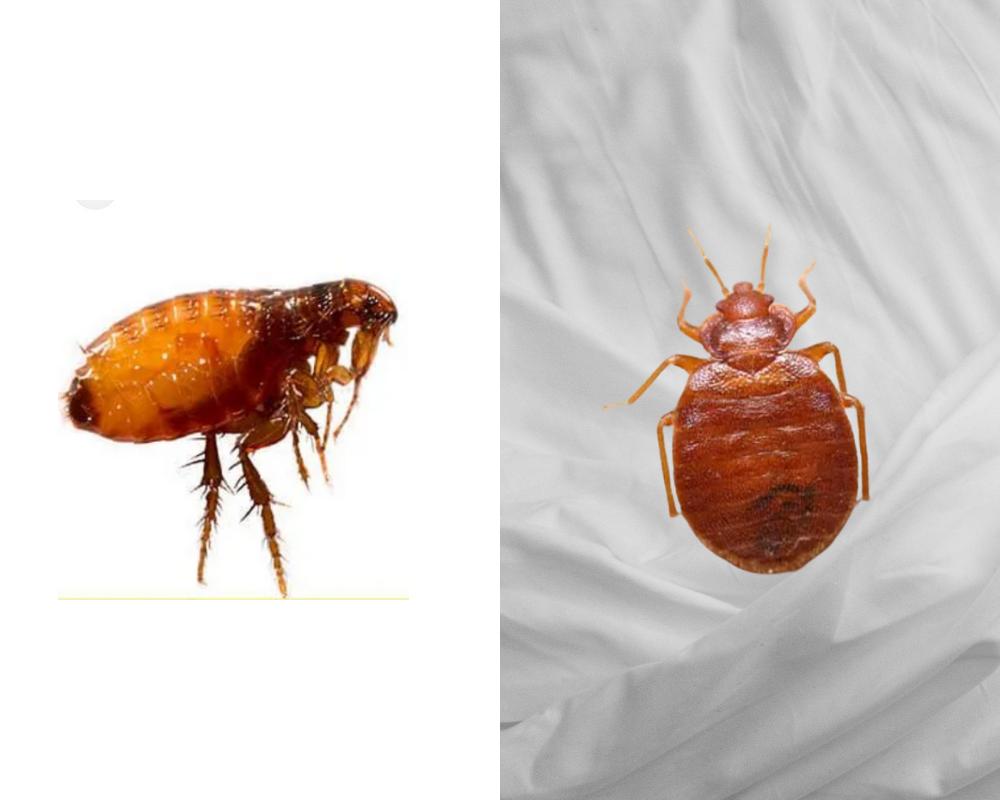 Other bugs that look similar to Bed Bugs but aren't