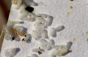 White Speck bed bug egg shells