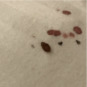 Bed Bug Blood Stains