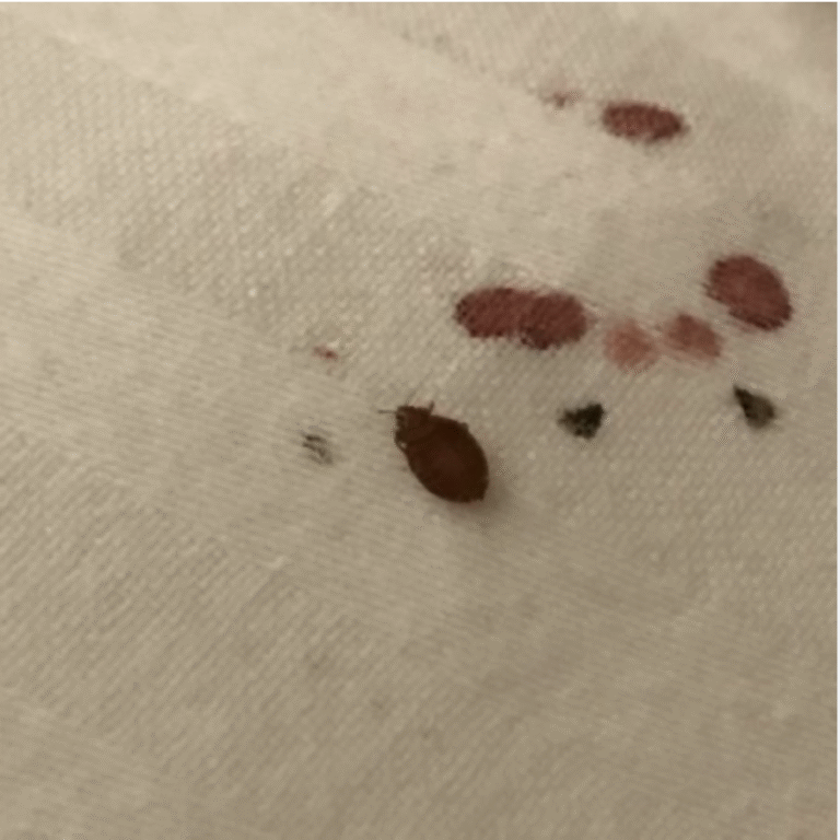 Early Signs of Bed Bug Infestations: What to Look For? – Bug ...