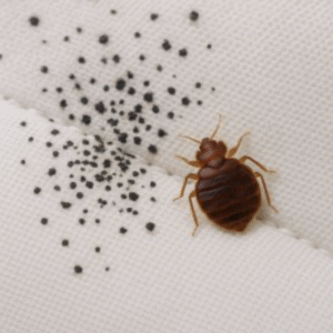 Bed Bug Droppings. Another sign of bed bug infestation.