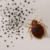 Bed Bug Droppings is another early sign of bed bug infestation.