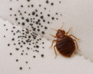Bed Bug Droppings is another early sign of bed bug infestation.