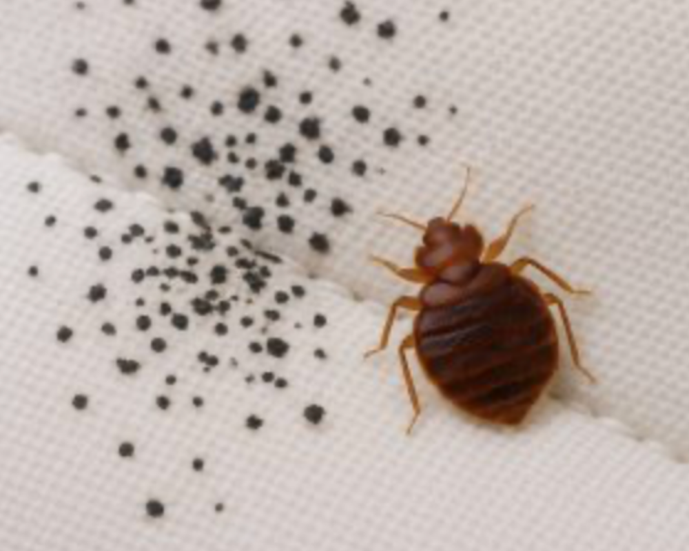 Bed Bug Droppings is another early sign of bed bug infestation.