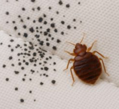 Bed Bug Droppings is another early sign of bed bug infestation.