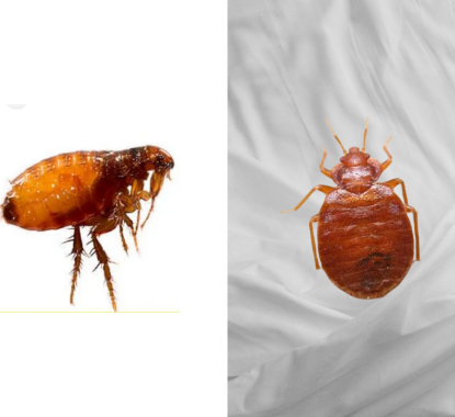 Other bugs that look similar to Bed Bugs but aren't